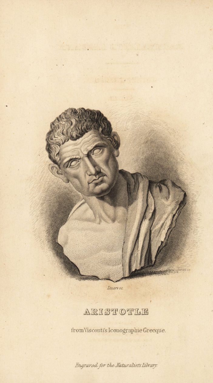 Aristotle, Greek philosopher and naturalist, 384-322BC by Unbekannt
