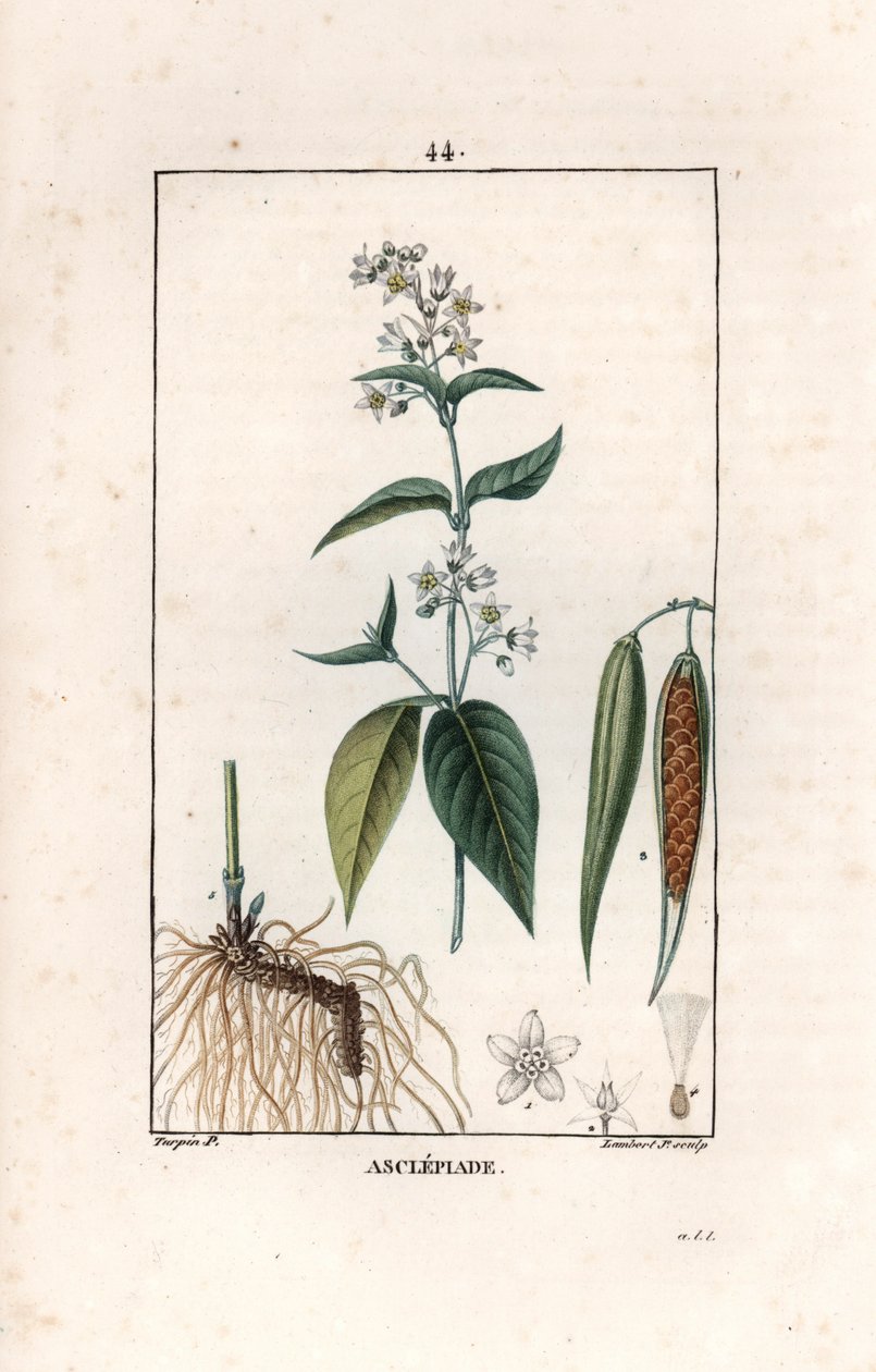 Swallow-wort, Vincetoxicum Hirundinaria by Unbekannter Künstler