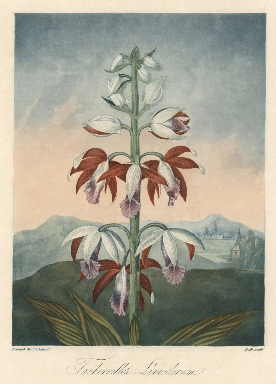 Asian Orchid Variety, extracted from The Temple of Flora, by Dr. Robert Thornton by Unbekannter Künstler
