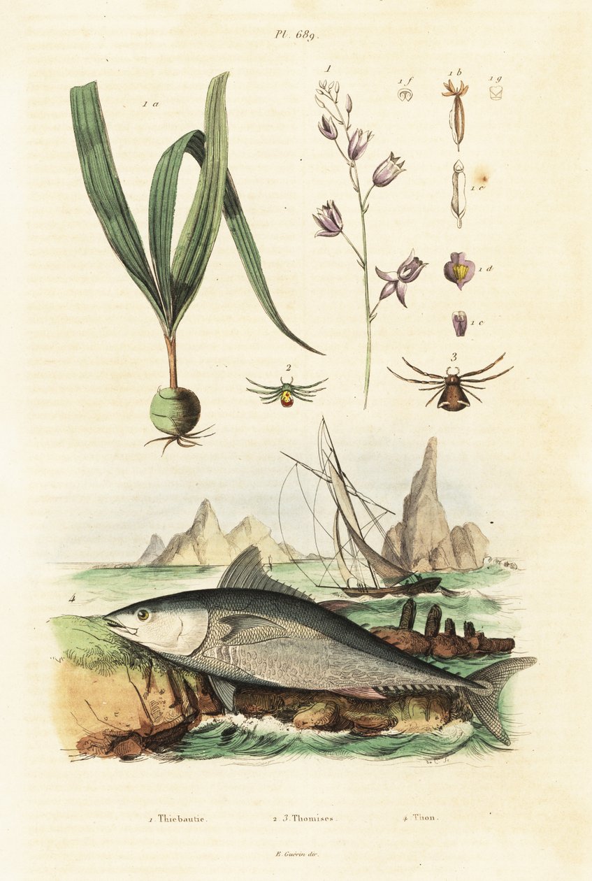 Atlantic Bluefin Tuna and Belitia Orchid by Unbekannter Künstler
