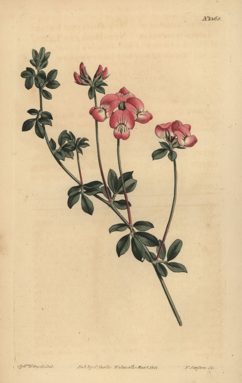 Austral Trefoil or New-Holland Lotus by Unbekannt