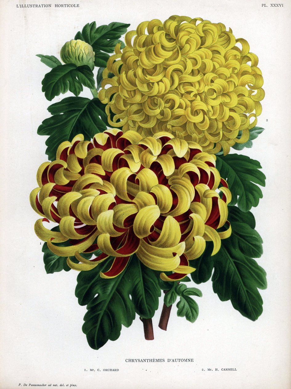 Autumn chrysanthemum hybrids: M. C. Orchard has large yellow flower and crimson and M. H.Cannell has large yellow flower by Unbekannter Künstler