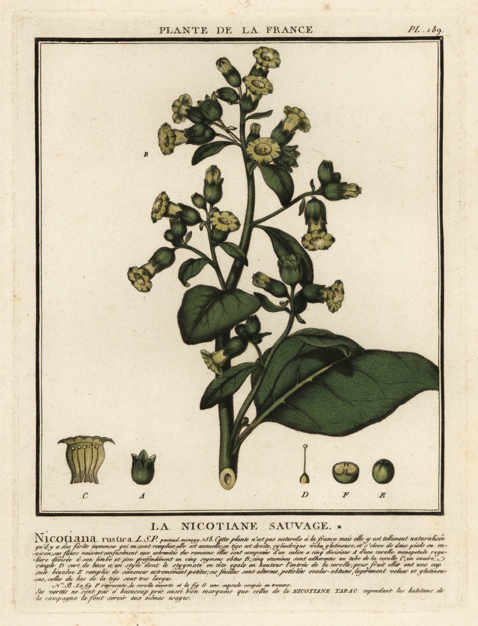 Aztec tobacco, Nicotiana rustica by Unbekannter Künstler