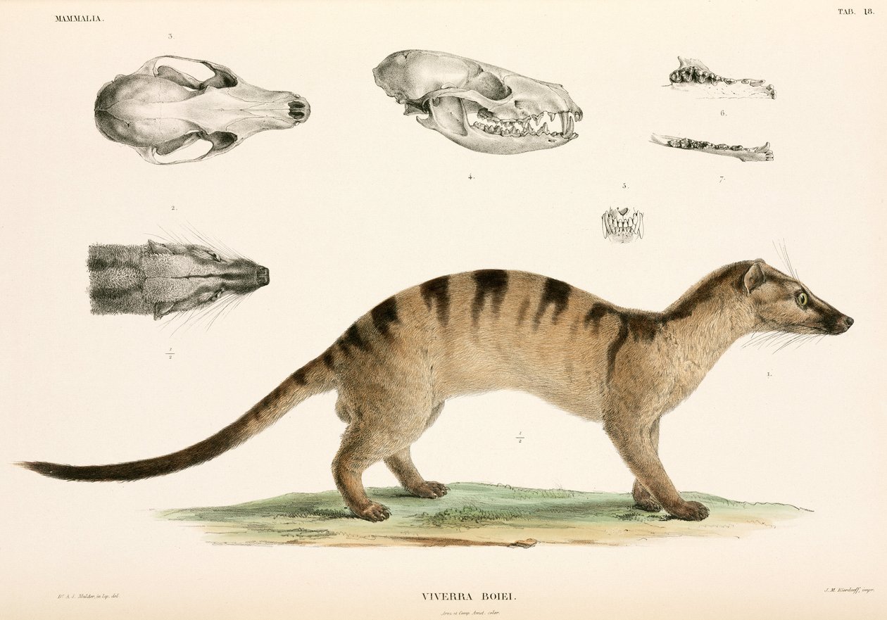 Banded Palm Civet, Indonesia by Unbekannter Künstler