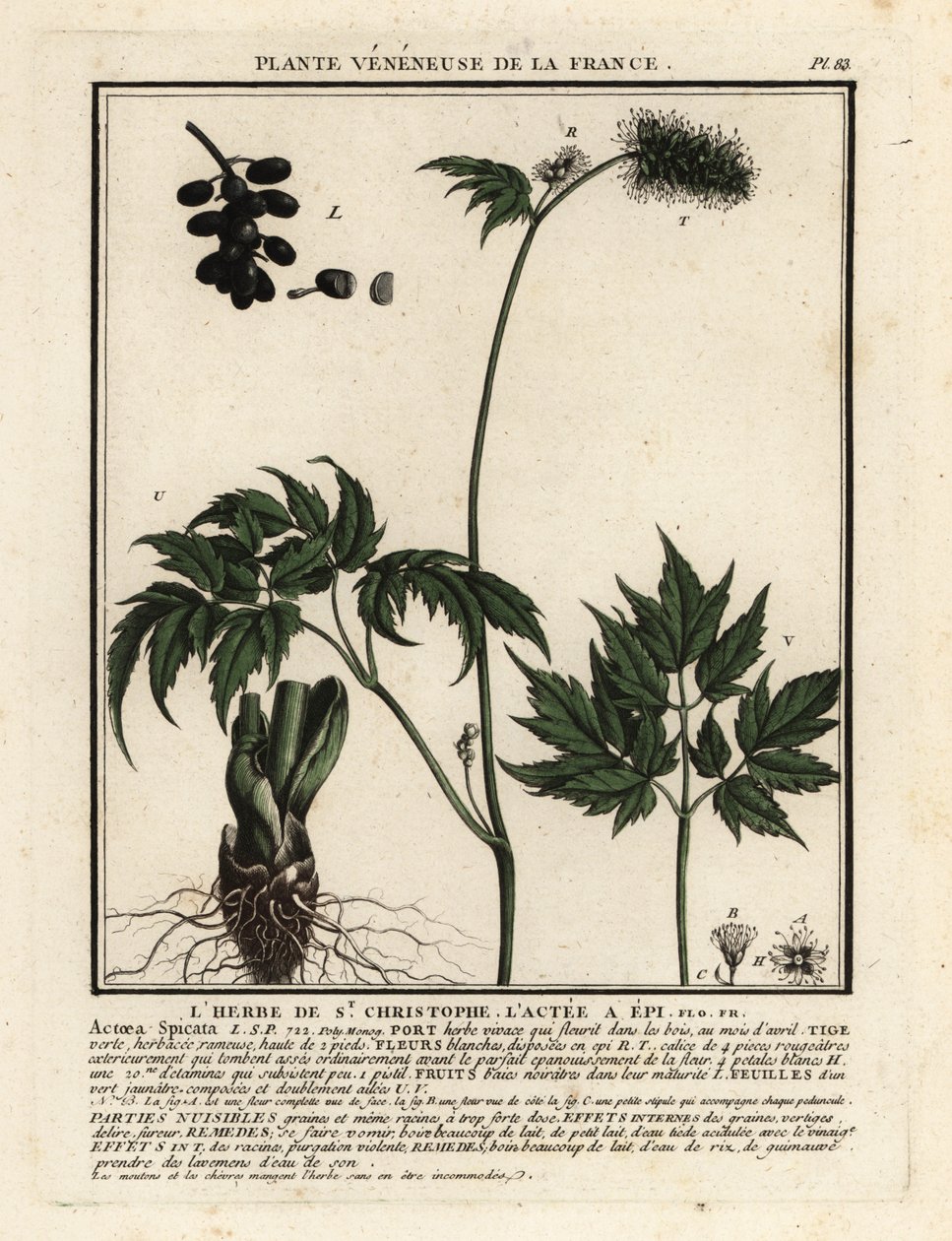 Baneberry, Actaea spicata by Unbekannter Künstler