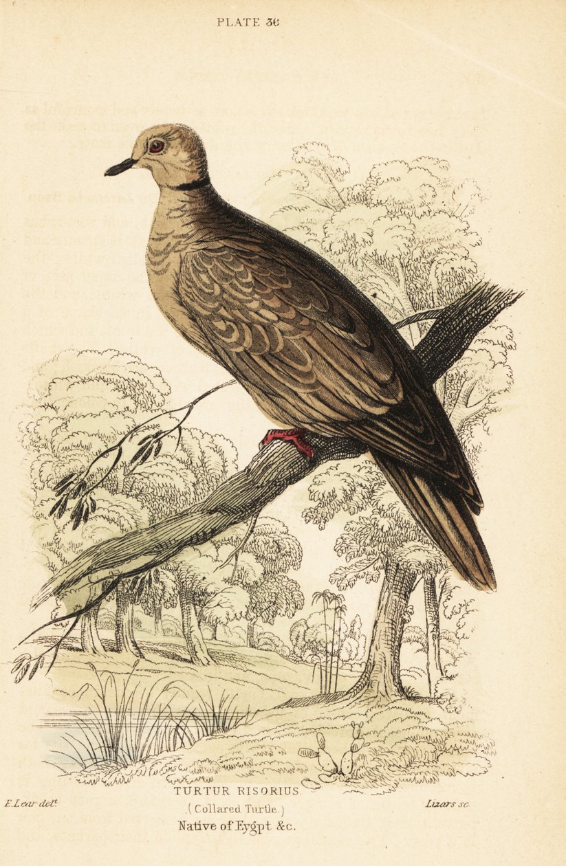 Barbary Dove by Unbekannter Künstler