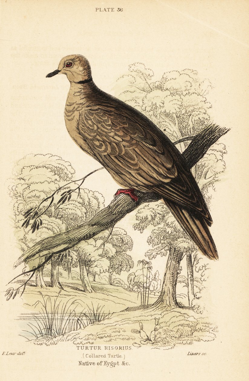 Barbary dove, Streptopelia risoria. 1889 (engraving) by Unbekannter Künstler