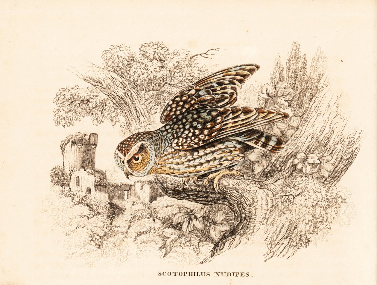 Bare-legged owl, Margarobyas lawrencii. Handcoloured steel engraving from Georg Friedrich Treitschke