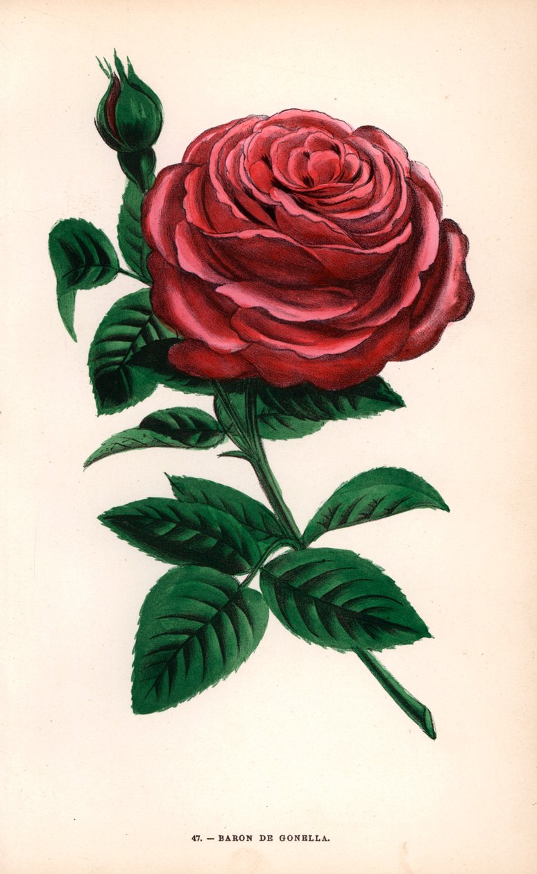 Baron de Gonella rose, variety of the Ile-Bourbon rose, raised by Monsieur Guillot Sr. at Lyon in 1859. Chromolithograph drawn and lithographed after nature by F. Grobon from Hippolyte Jamain and Eugene Forney