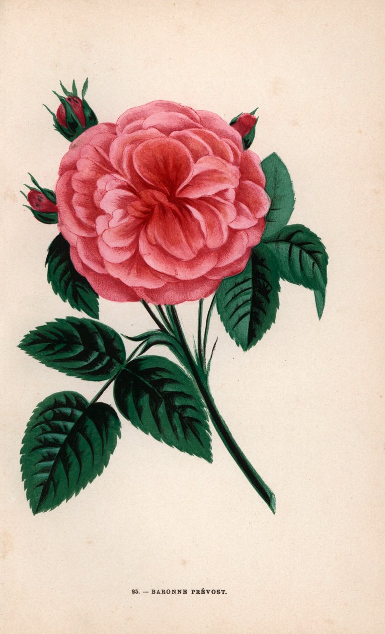 Baroness Prevost rose, hybrid raised by Monsieur Desprez at Yebles near Melun in 1843. Chromolithograph drawn and lithographed after nature by F. Grobon from Hippolyte Jamain and Eugene Forney