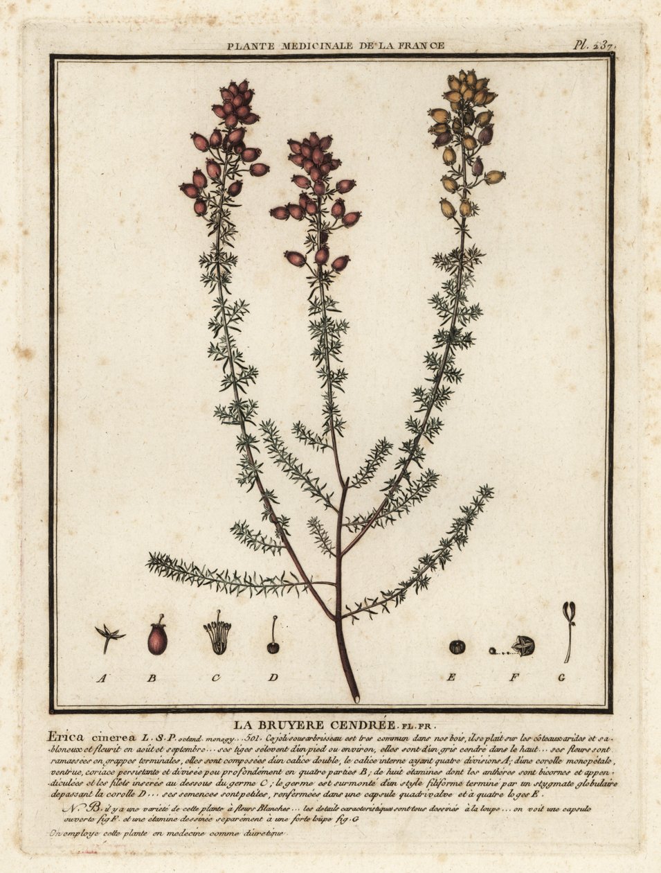 Bell heather, Erica cinerea by Unbekannter Künstler