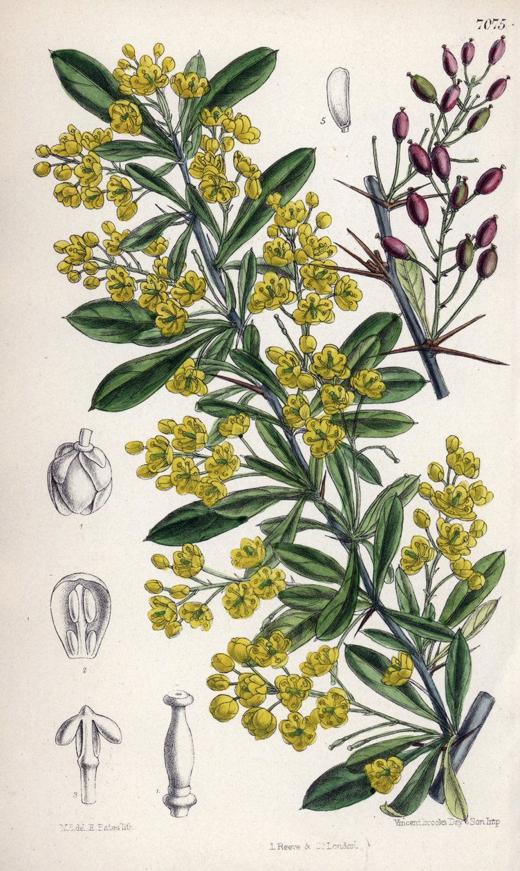 Berberis lycium, barberry shrub with yellow flowers from the western Himalayas. Drawing by Matilda Smith, Lithography by E. Bates in Curtis Botanical Magazine by Unbekannter Künstler