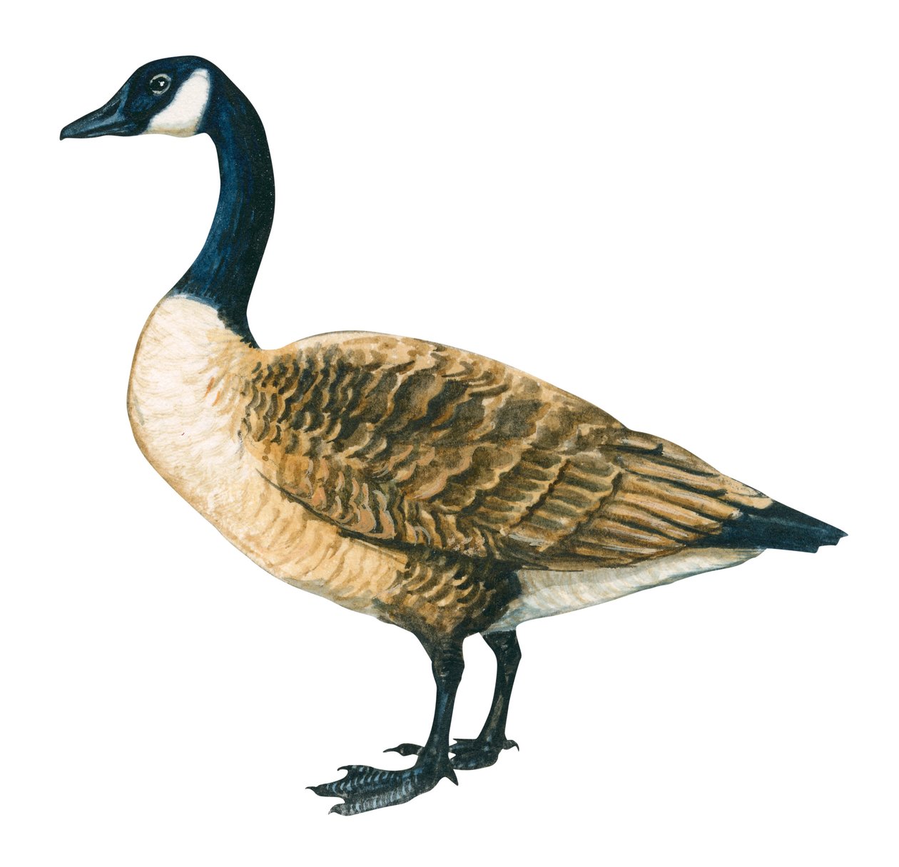 Canada Goose (Branta canadensis) by Unbekannter Künstler