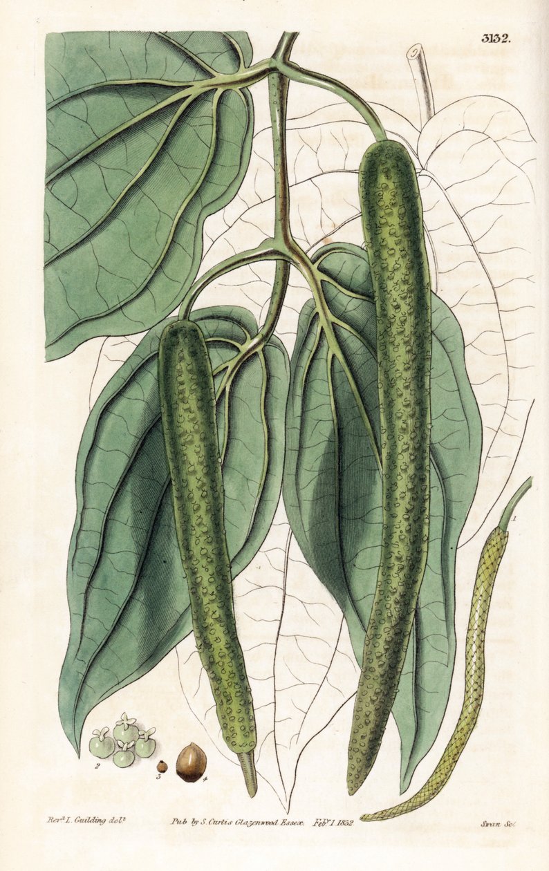 Betel - Betel Pepper by Unbekannter Künstler