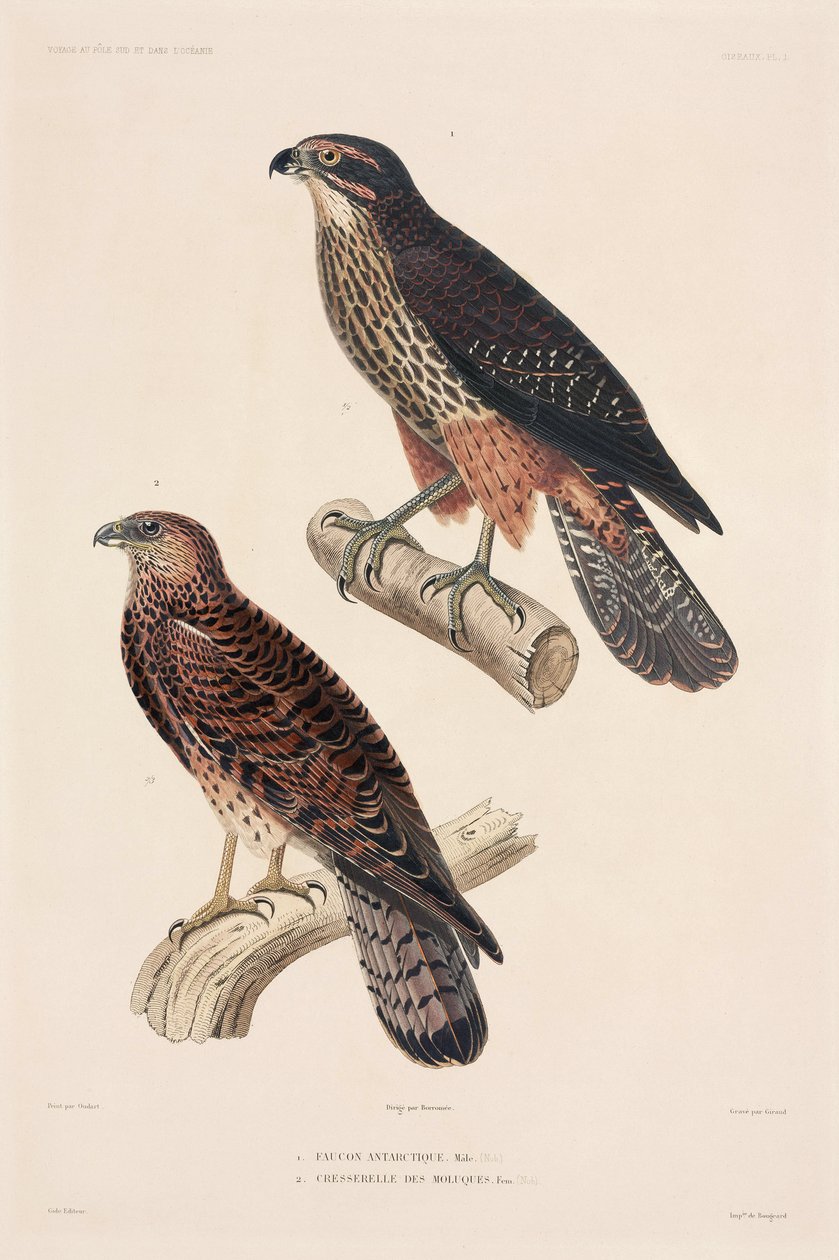 Birds of Prey by Unbekannter Künstler