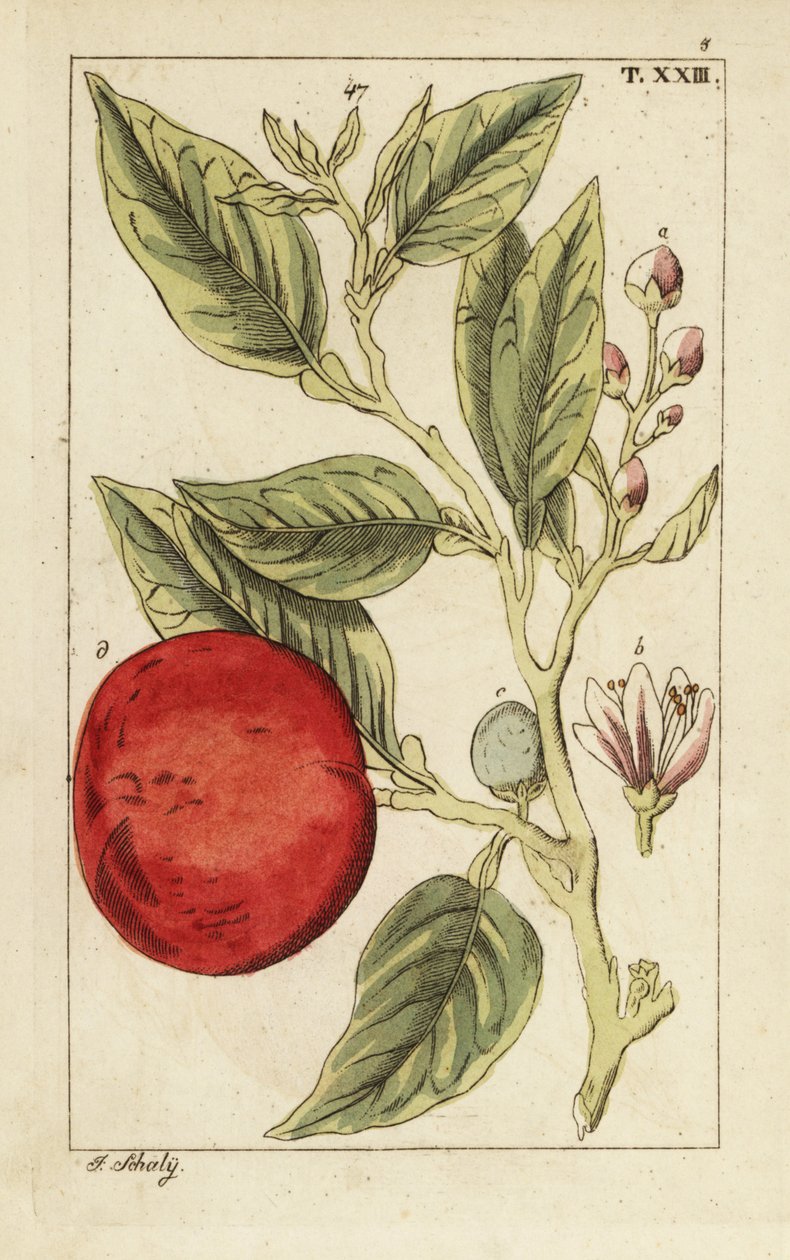 Bitter orange or Seville orange, Citrus x aurantium by Unbekannter Künstler