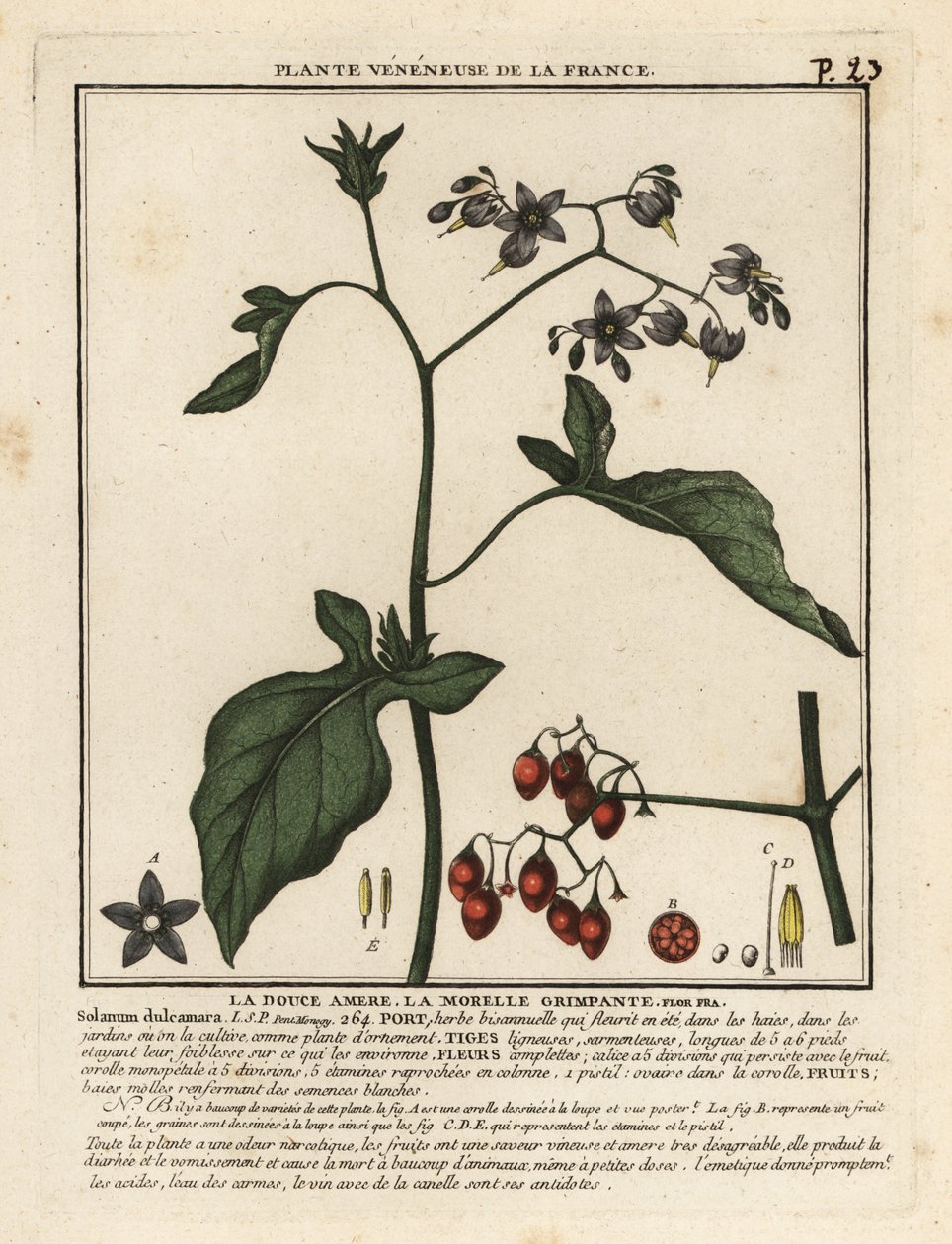 Bittersweet nightshade, Solanum dulcamara by Unbekannter Künstler