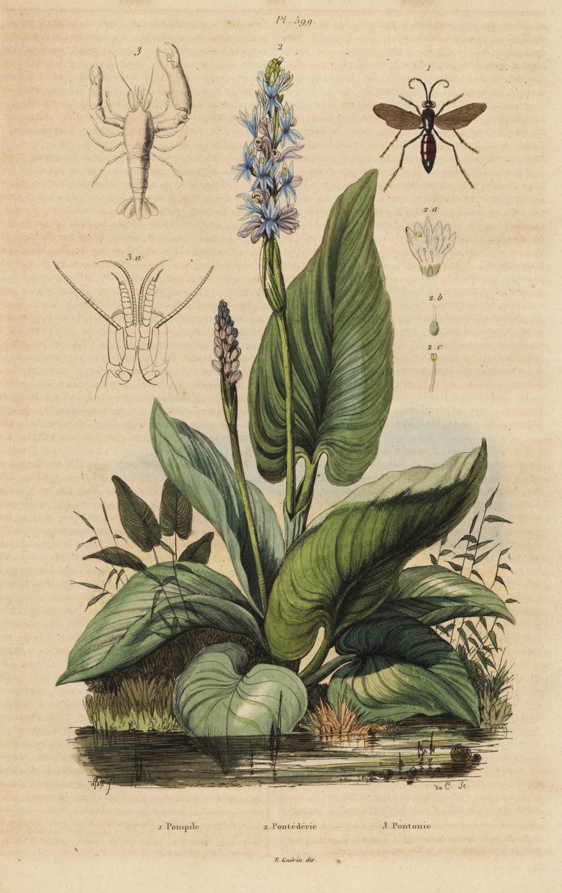 Black-Banded Spider Wasp, Anoplius Viaticus 1, Pickerelweed, Pontederia Cordata 2, and Watchman Prawn, Anchistus Custos 3 by Unbekannt