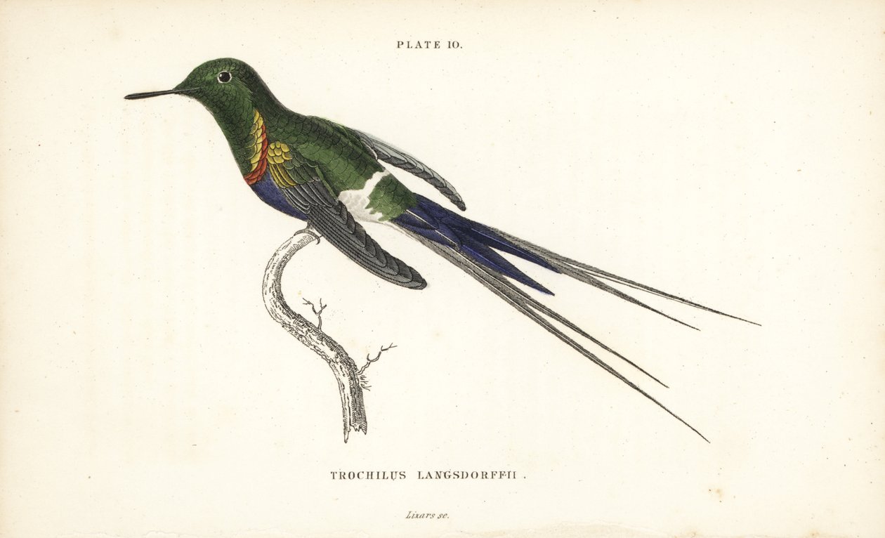 Black-bellied Thorntail, Discosura langsdorffi (Naturalist