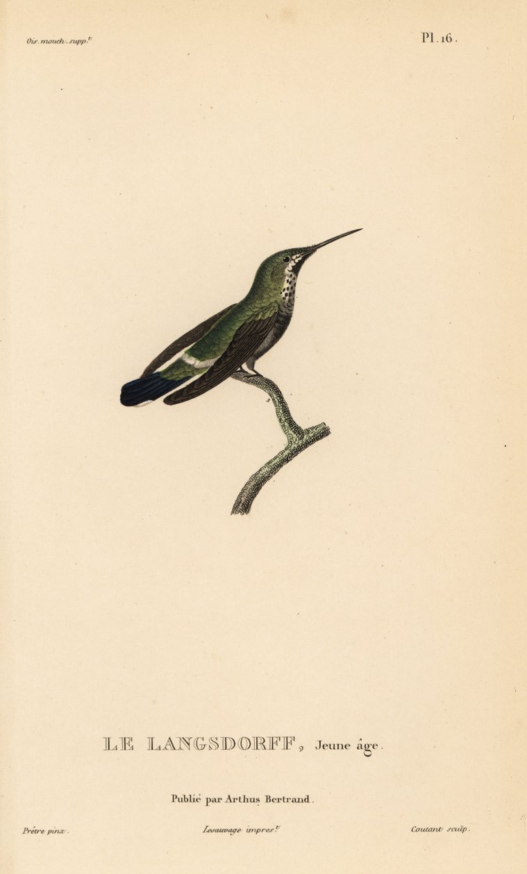 Black-bellied thorntail, immature by Unbekannter Künstler