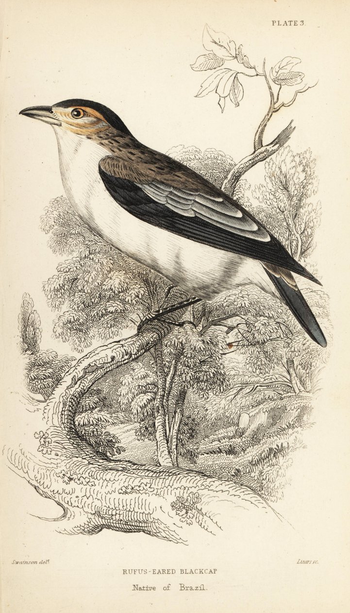 Black-crowned Tityra, Tityra inquisitor (Rufous-eared Black-cap, Psaris erythrogenys) by Unbekannter Künstler