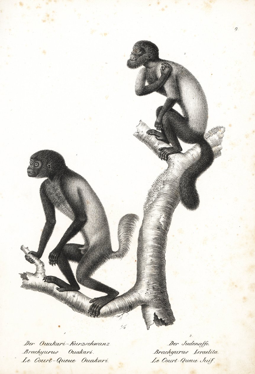 Black-headed Uakari, Cacajao melanocephalus ouakary (Brachyurus ouakari) and Brown-backed Bearded Saki, Chiropotes israelita (Brachyurus israelita). Lithograph by Karl Joseph Brodtmann from Heinrich Rudolf Schinz