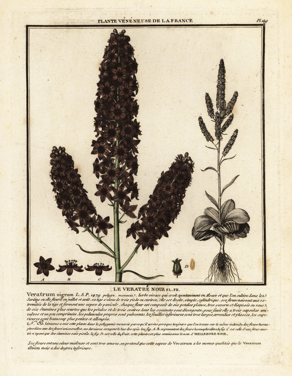 Black False Hellebore, Veratrum nigrum by Unbekannter Künstler