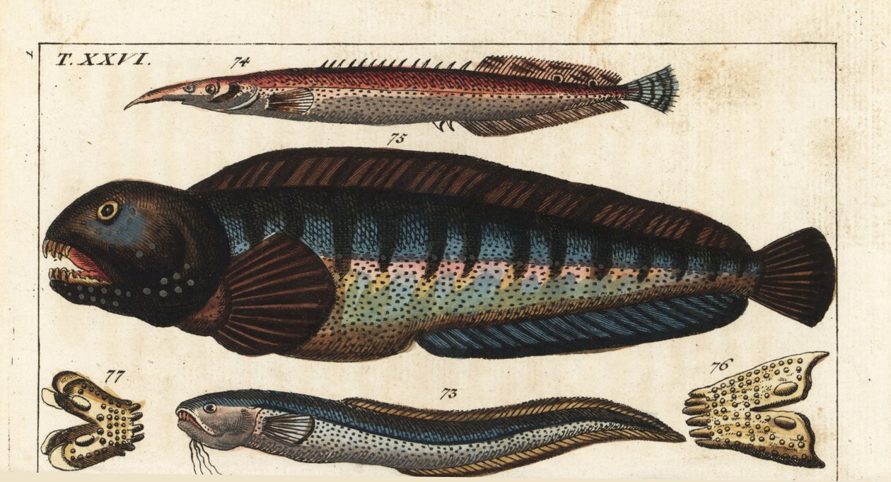Black fin dungeon, Crete Siam fish, Wolf fish, MacroSnake blenny, lesser spiny eel, wolf fish, and its jaw and teeth by Unbekannter Künstler