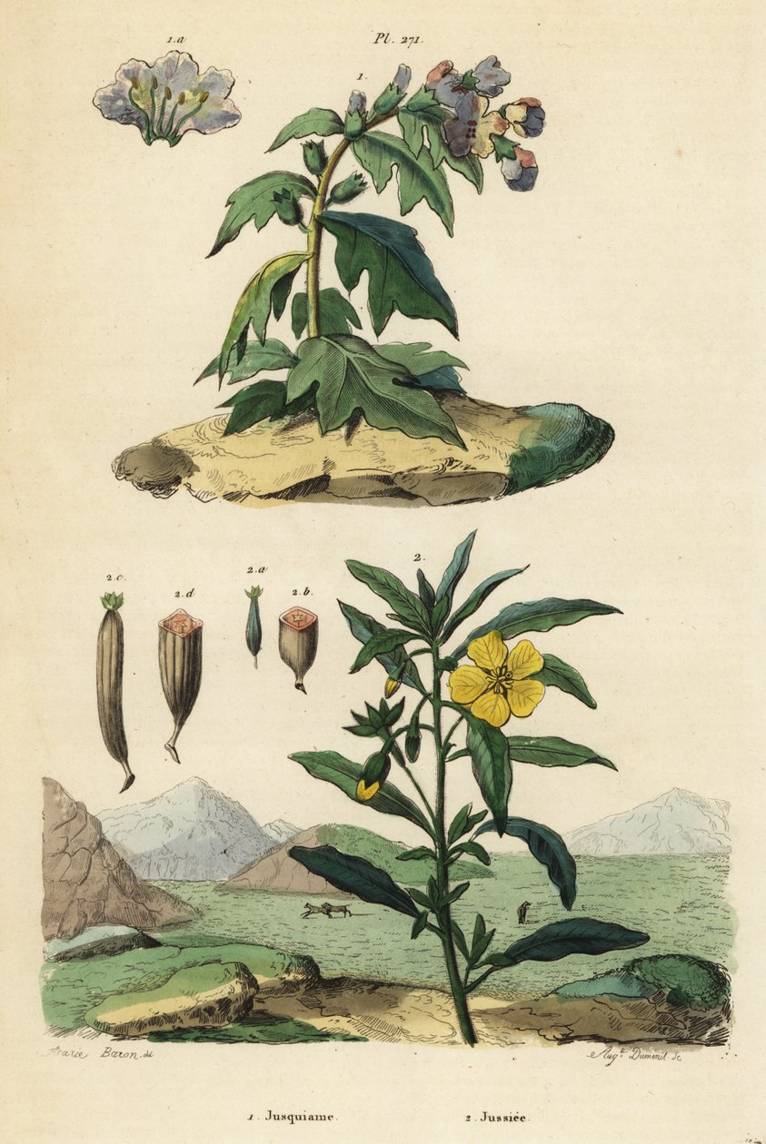 Black henbane, Hyoscyamus niger and Peruvian primrose-willow, Ludwigia peruviana by Unbekannt