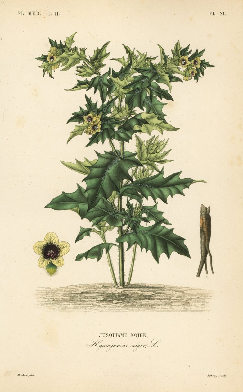Black henbane, Hyoscyamus niger by Unbekannt