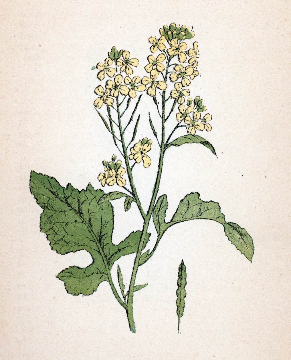 Black Mustard by Unbekannter Künstler