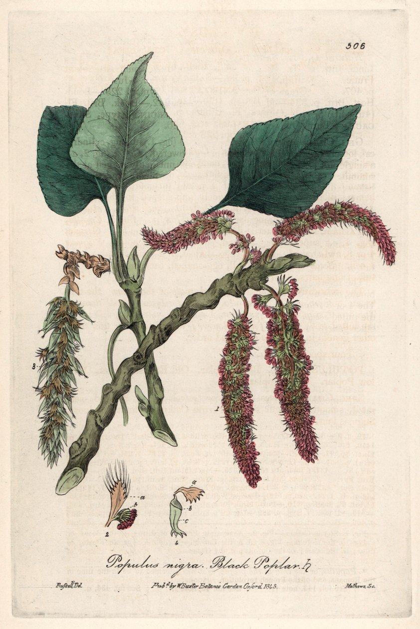 Black or frank poplar, liard or piboule (Populus nigra) by Unbekannter Künstler
