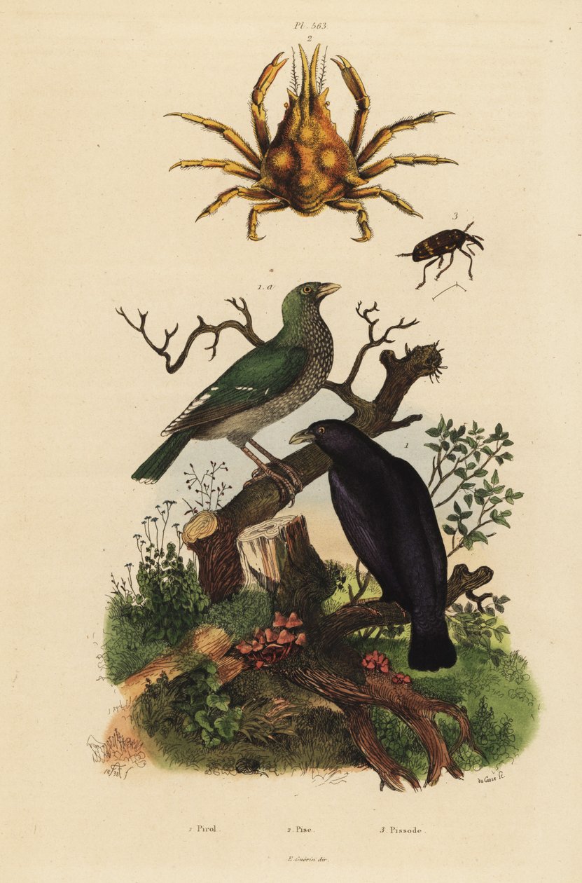 Black oriole, Oriolus hosii, green oriole, Oriolus flavocinctus, four-horned spider crab, Pisa tetraodon, weevil beetle, Pissodes species by Unbekannt