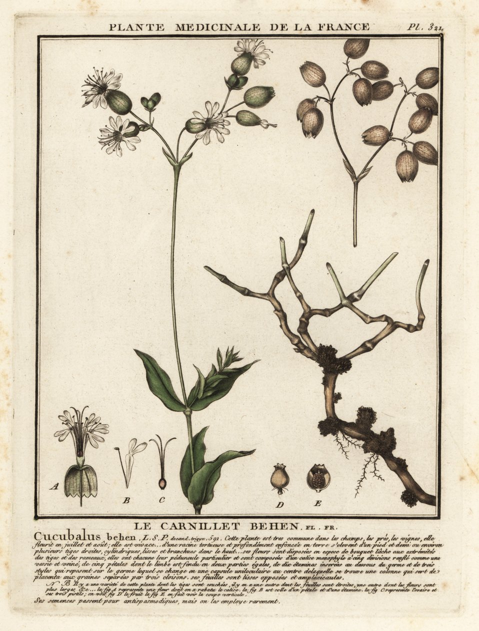 Bladder campion, Silene vulgaris by Unbekannter Künstler