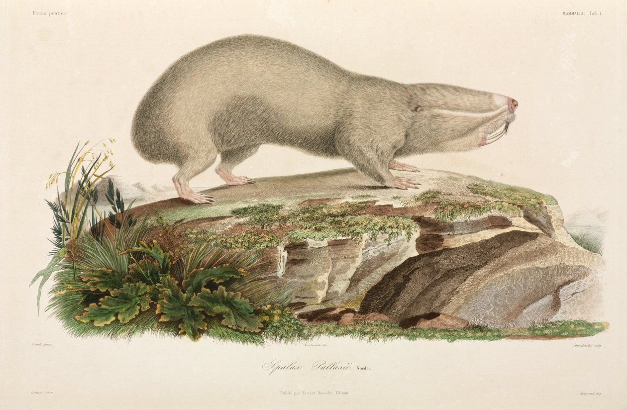 Blind Mole-Rat, Black Sea Area by Unbekannter Künstler