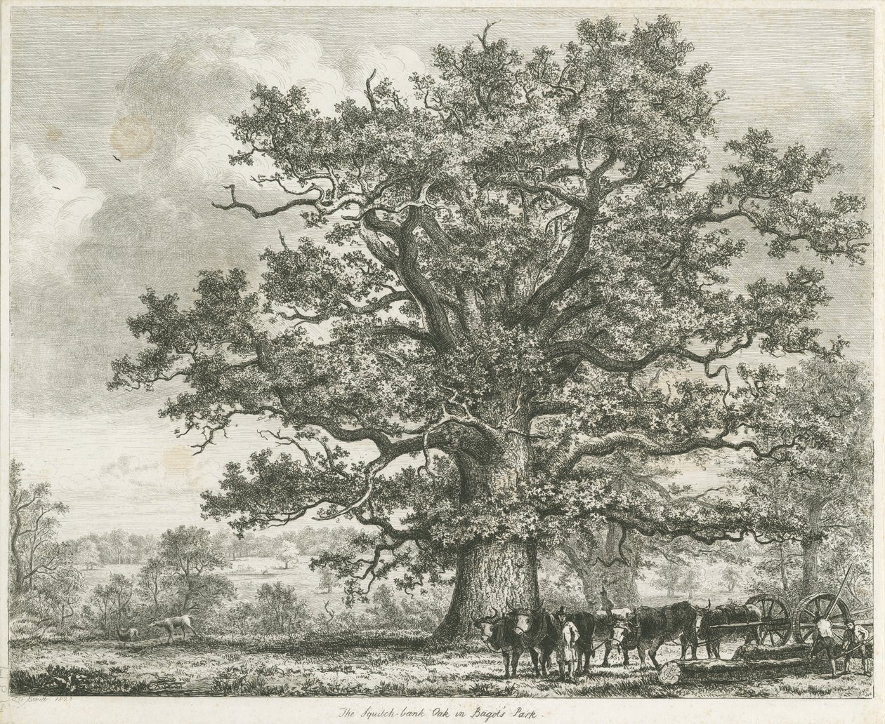 Blithfield - Squitch-bank Oak by Unbekannt