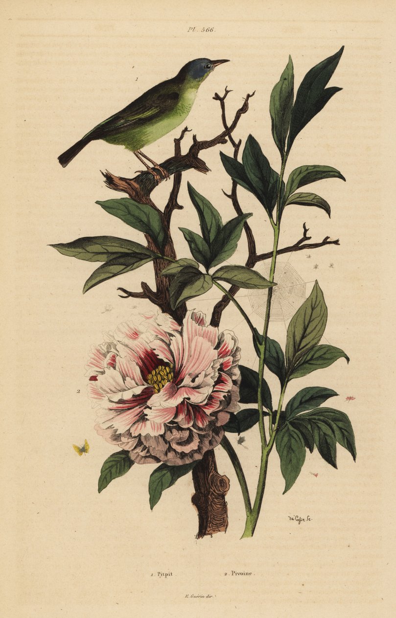 Blue-headed fantail, Rhipidura cyaniceps and peony, Paeonia suffruticosa by Unbekannt