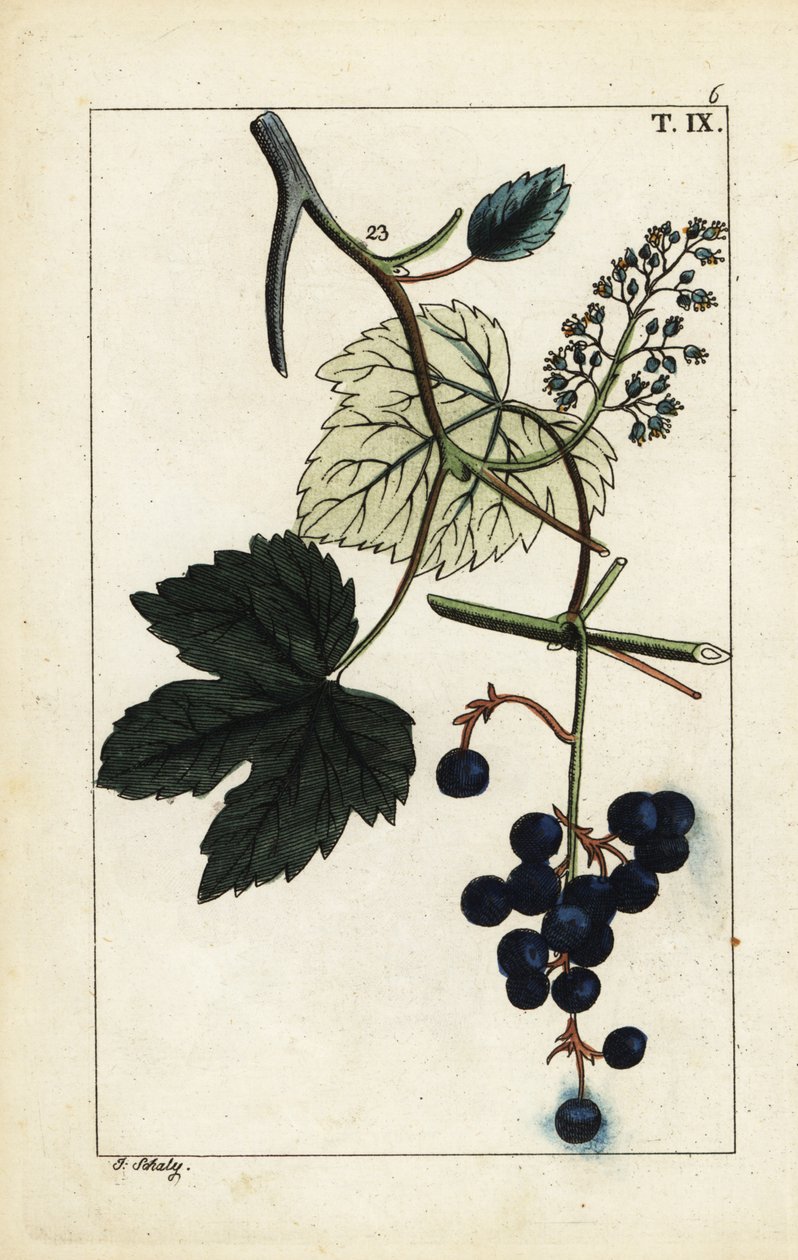 Blue grapes on vine, Vinis vitifera by Unbekannter Künstler