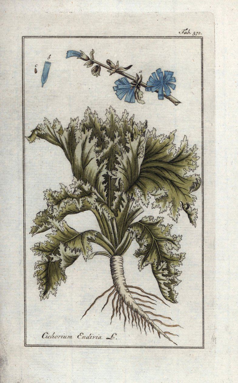 Endive, Cichorium endivia by Unbekannter Künstler