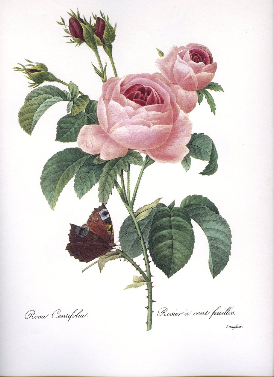 Rosa centifolia, Pink a hundred leaves by Unbekannt