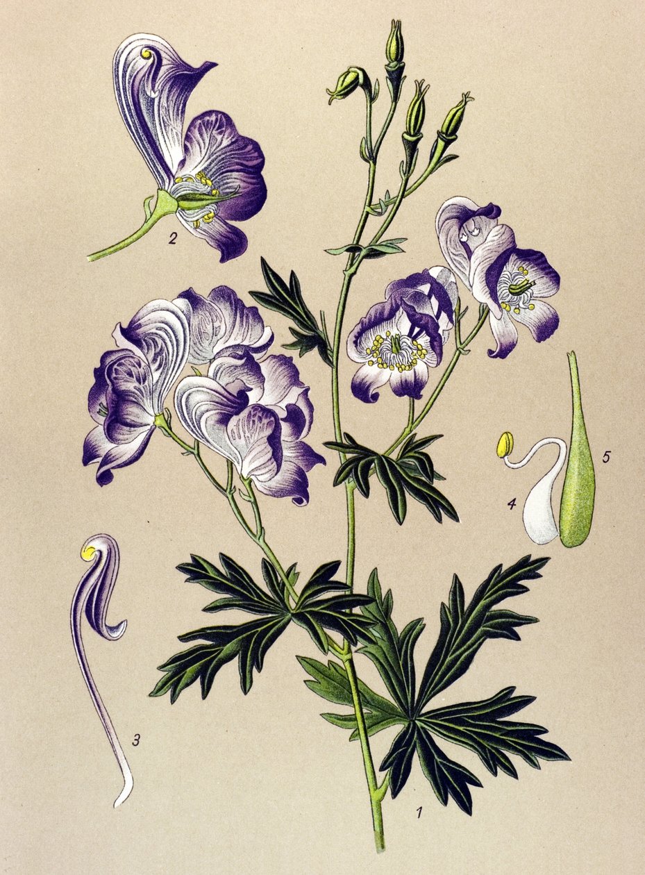 Botanical Board, Poisonous and Medicinal Plant: Aconitum variegatum by Unbekannter Künstler