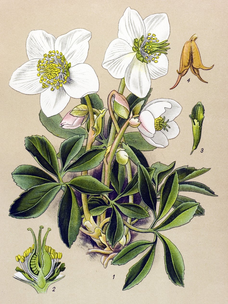 Botanical Board: Christmas Rose (Helleborus niger) by Unbekannter Künstler