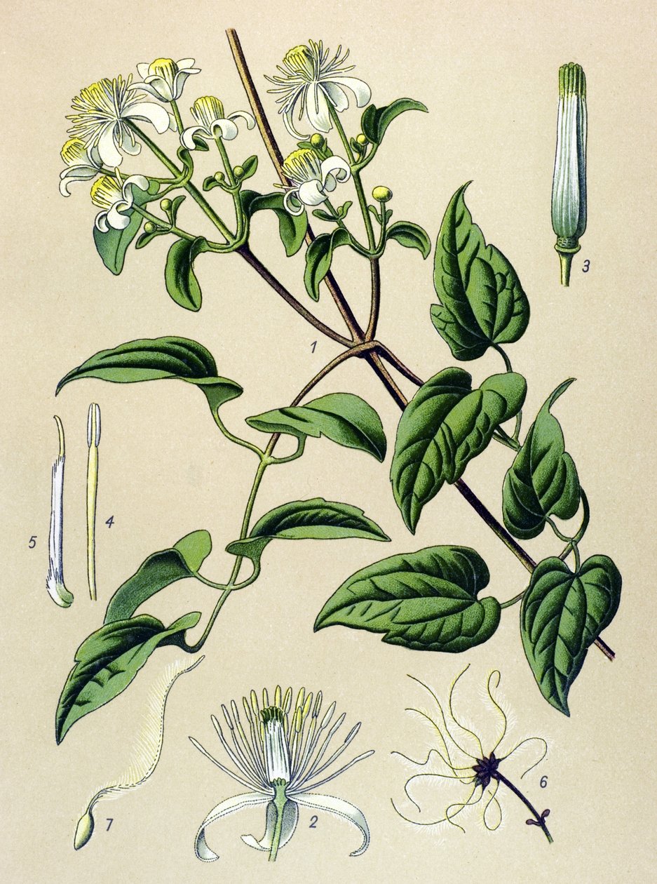 Botanical Board, Toxic and Medicinal Plant: Hedge Clematis (Clematis vitalba) by Unbekannter Künstler