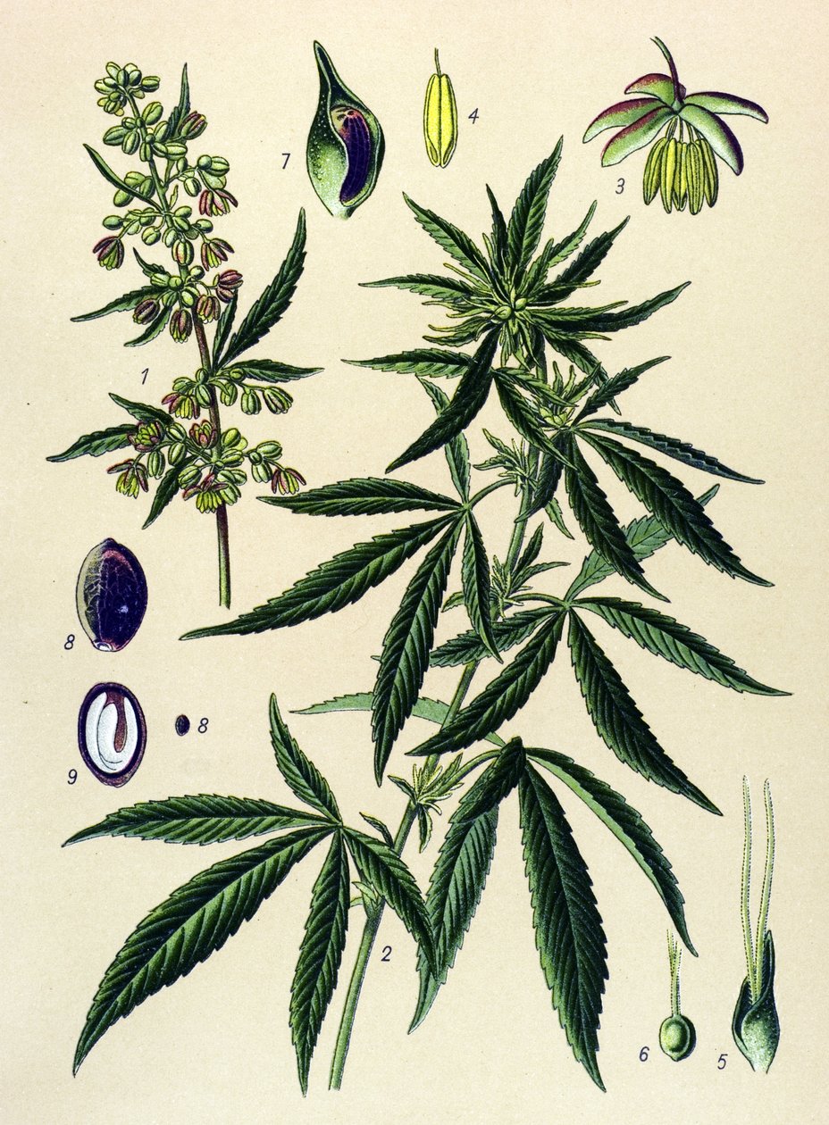 Botanical Board, Poisonous and Medicinal Plant: Hemp (Cannabis sativa) by Unbekannter Künstler