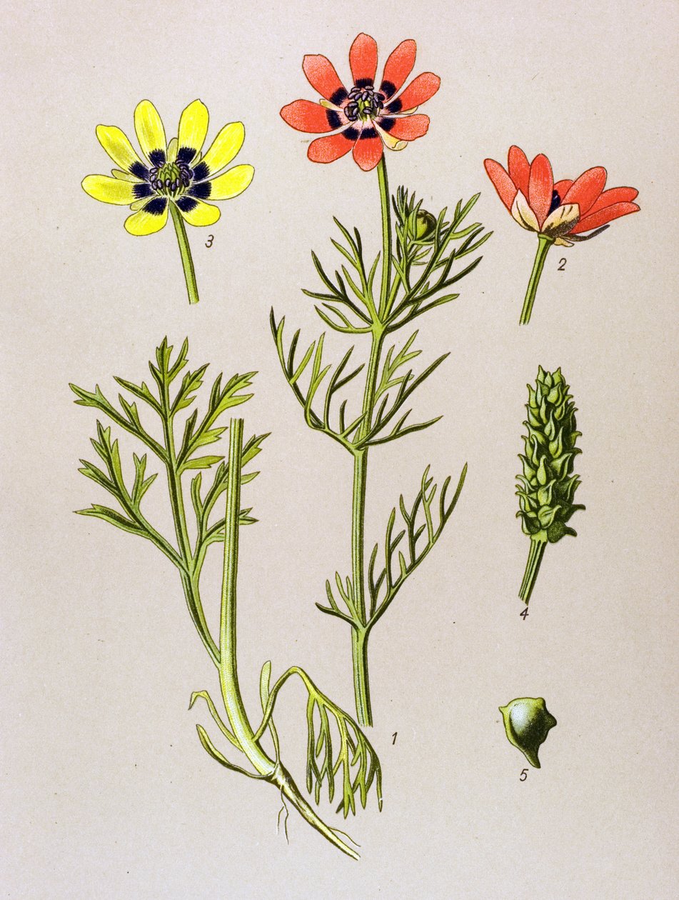 Botanical Board, Toxic and Medicinal Plant: Summer Adonis (Adonis aestivalis) by Unbekannter Künstler
