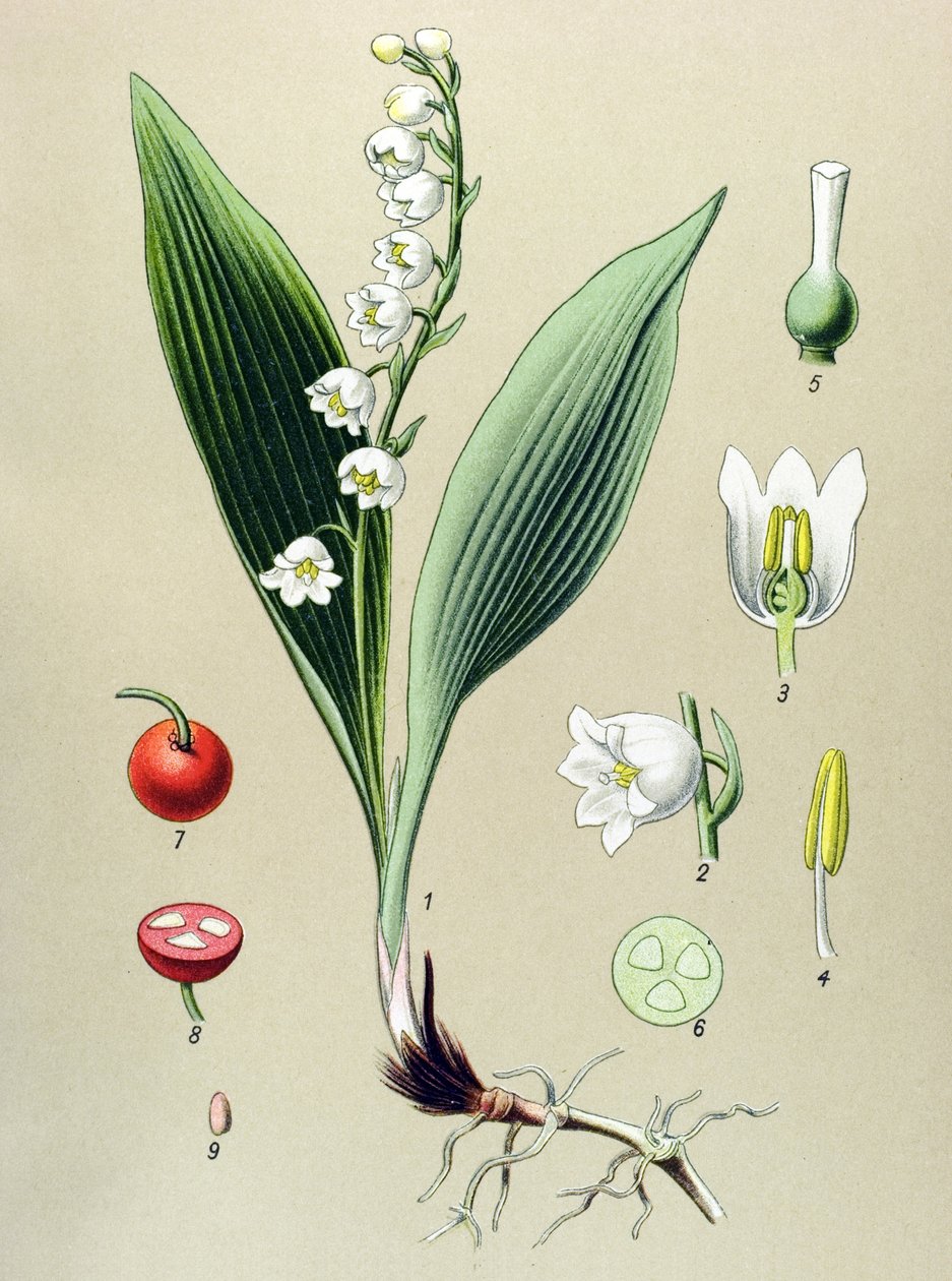 Botanical Board, Toxic and Medicinal Plant: Valleys Lily or May Lily of the Valley (Convallaria majalis) by Unbekannter Künstler