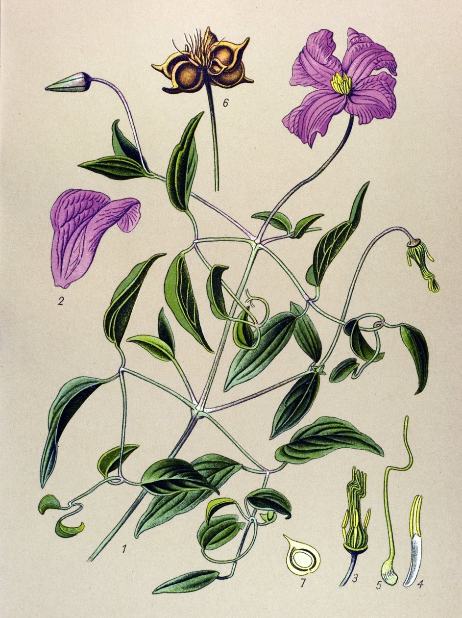Botanical Board, Toxic Plant: Clematite Bogus or False Vine (Clematis viticella) by Unbekannter Künstler