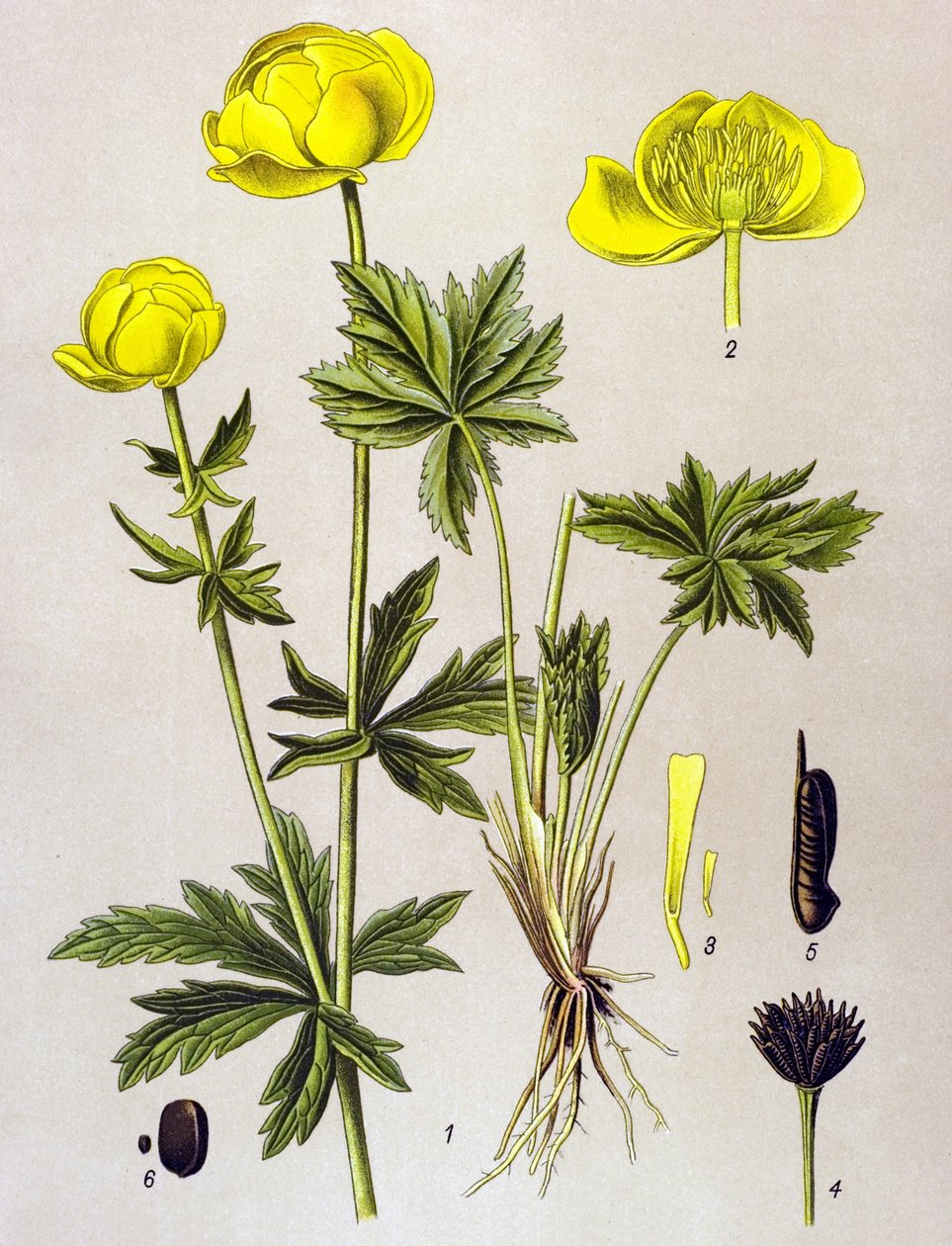 Botanical Board, Toxic Plant: European Troll (Trollius europaeus) by Unbekannter Künstler