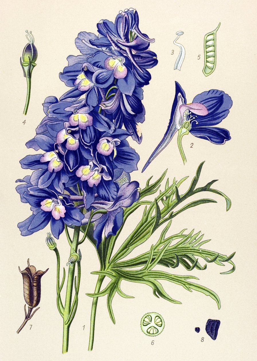 Botanical Board, Toxic Plant: Delphinium or Larkspur (Delphinium grandiflorum) by Unbekannter Künstler