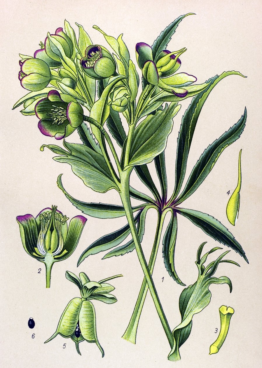 Botanical Board, Venomous Plant (Toxic): Helleborus Foetidus by Unbekannter Künstler